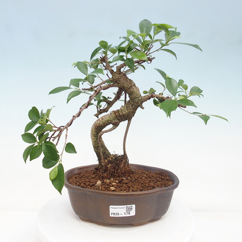 Camera bonsai - Ficus retusa - ficus a foglie piccole