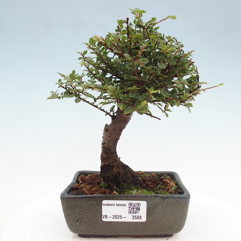 Bonsai da esterno - Ulmus parvifolia Hokkaido - Olmo cinese