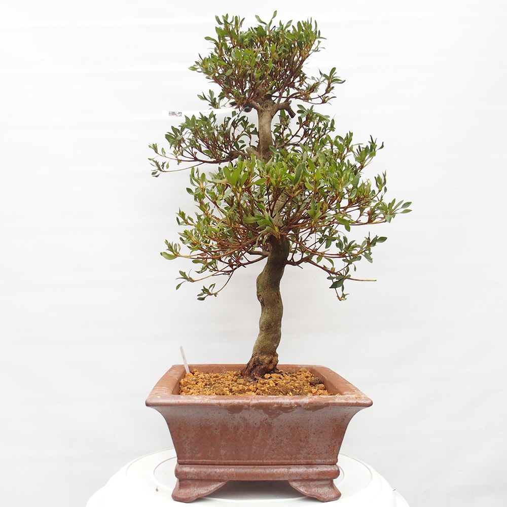 Bonsai da esterno - Azalea giapponese - Azalea CHIHIRO
