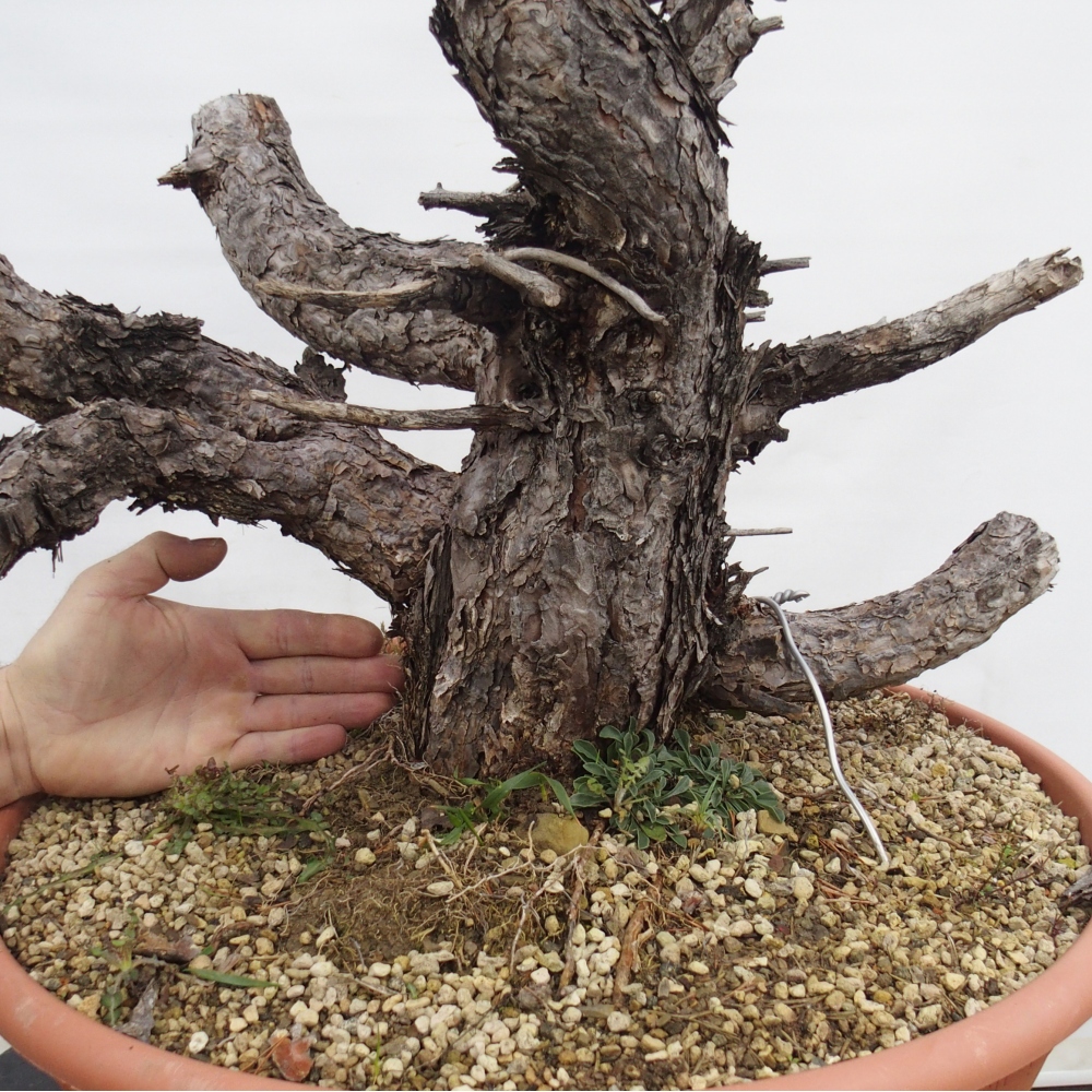 Yamadori - Pinus sylvestris Spagna