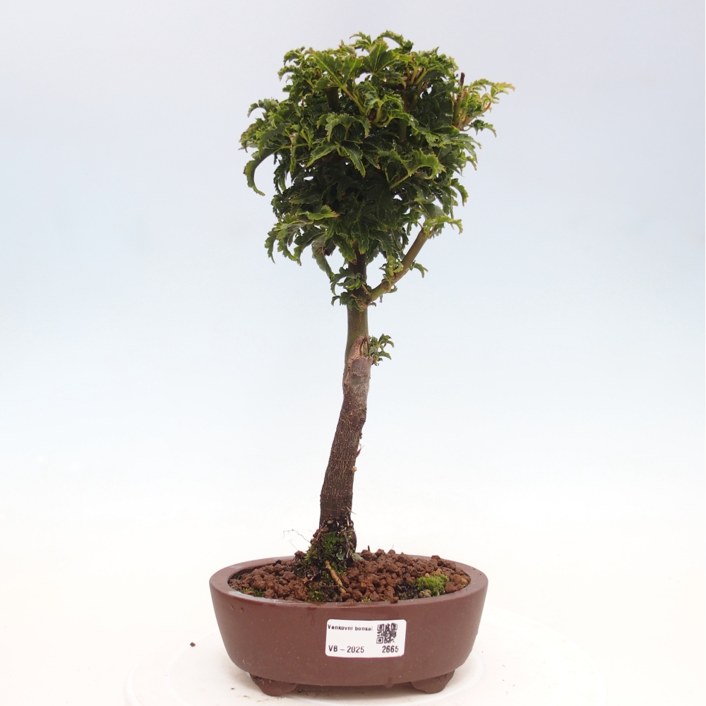 Bonsai da esterno -Palma di Giava Acer palmatum Shishigashira