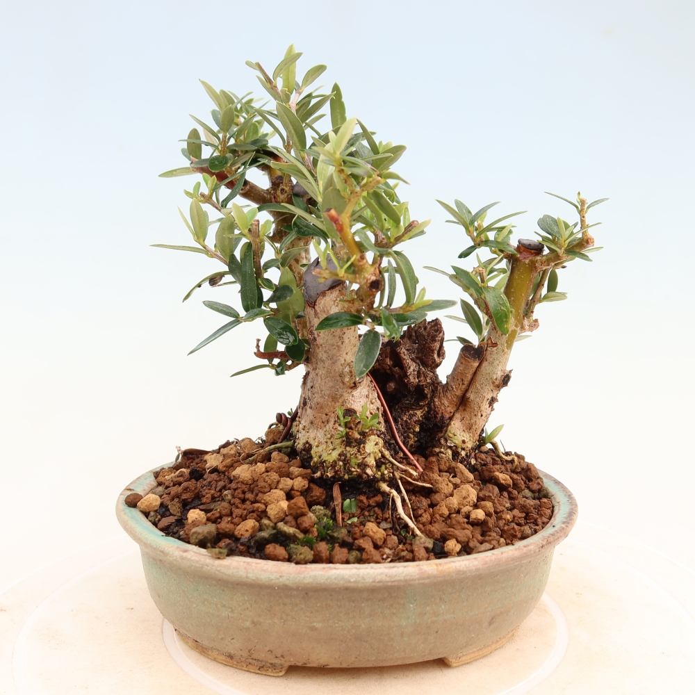 Bonsai da interno - Olea europaea sylvestris