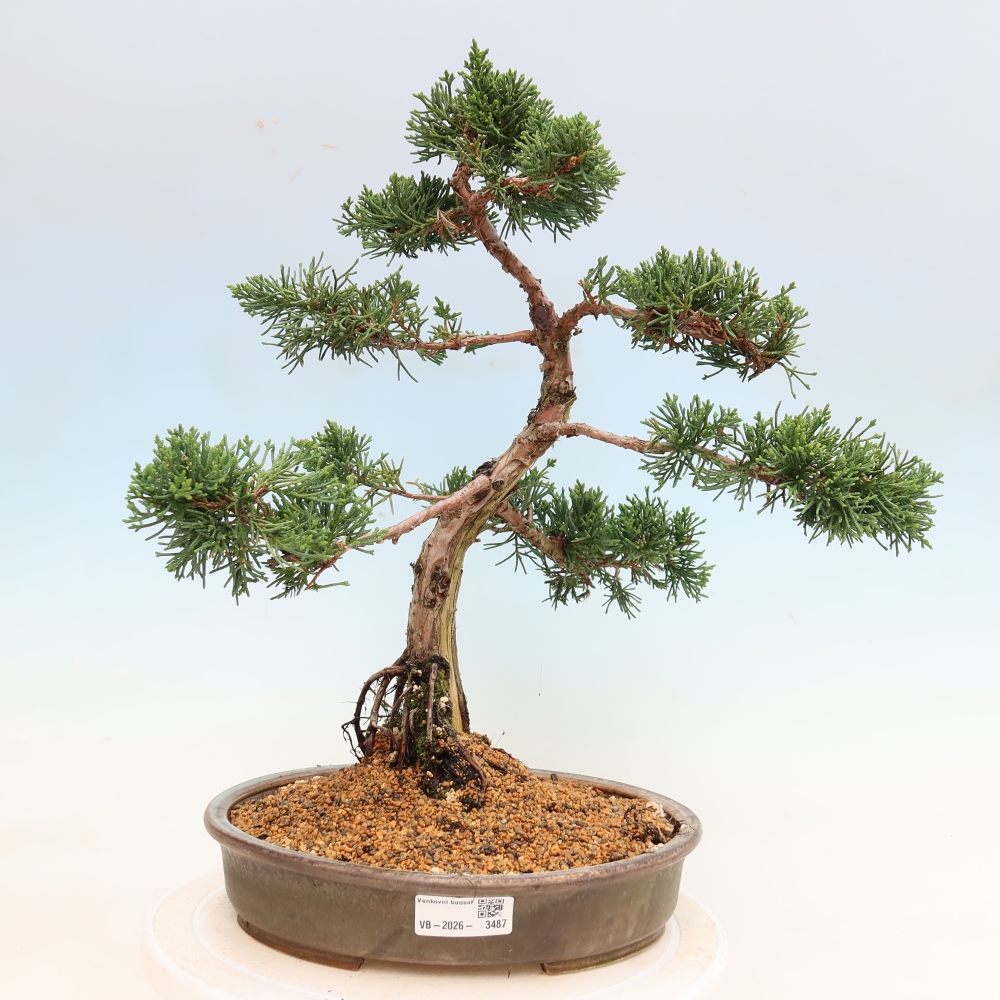 Bonsai da esterno - Juniperus chinensis Kishu
