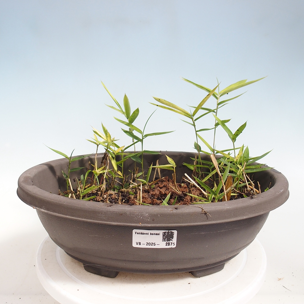 Bonsai da esterno - Pleioblastus argenteostriatus f.pumilus - Bambù nano