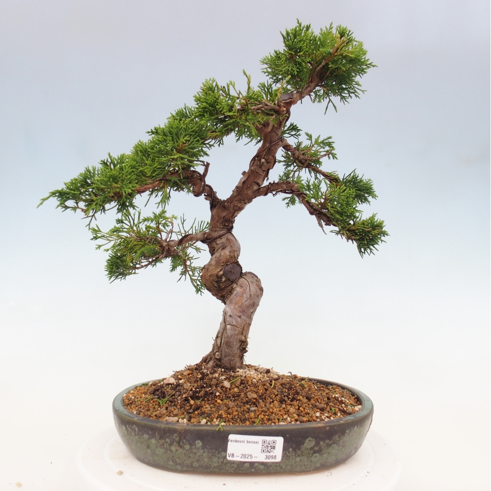 Bonsai da esterno - Juniperus chinensis Itoigawa