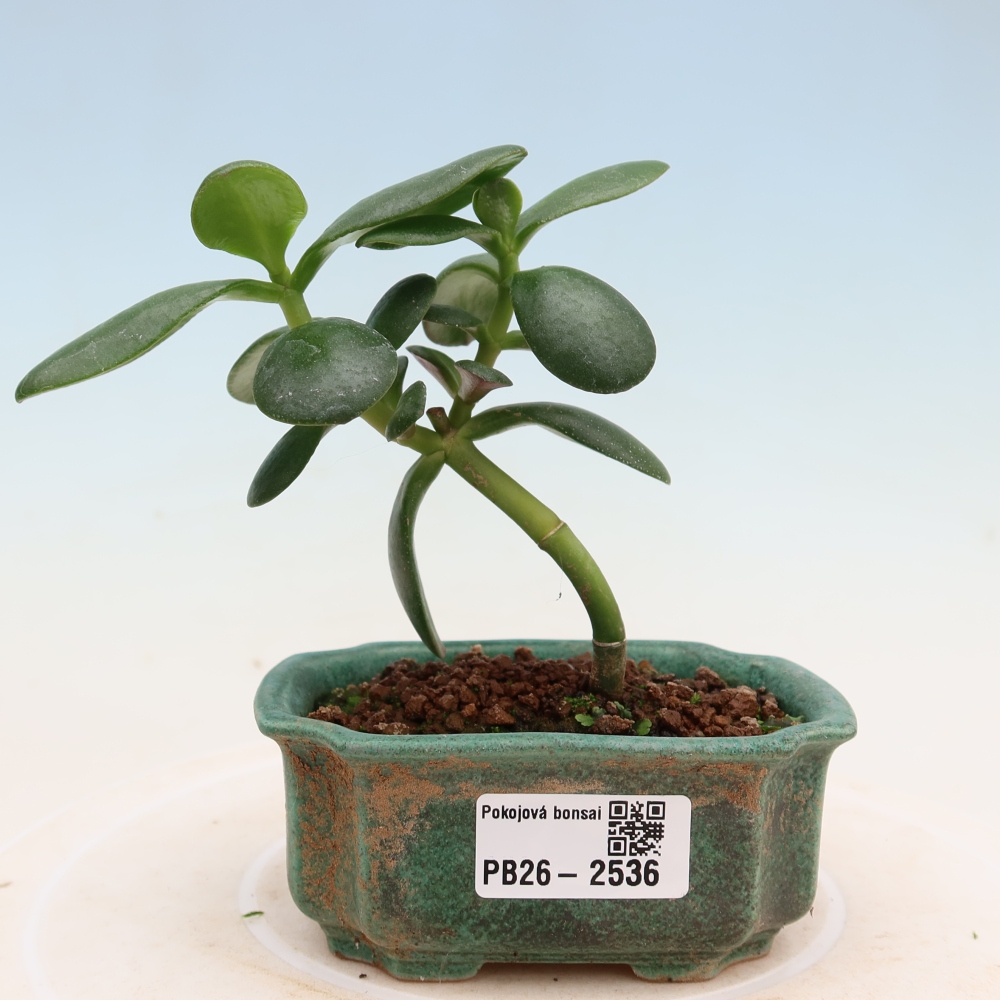 Camera bonsai - Portulakaria Afra - Tlustice