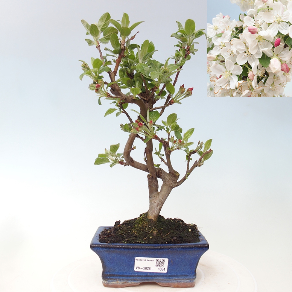 Bonsai da esterno -Malus halliana - Melo a frutto piccolo