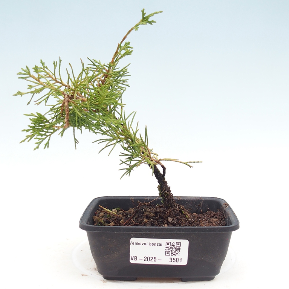 Bonsai da esterno - Juniperus chinensis Itoigawa