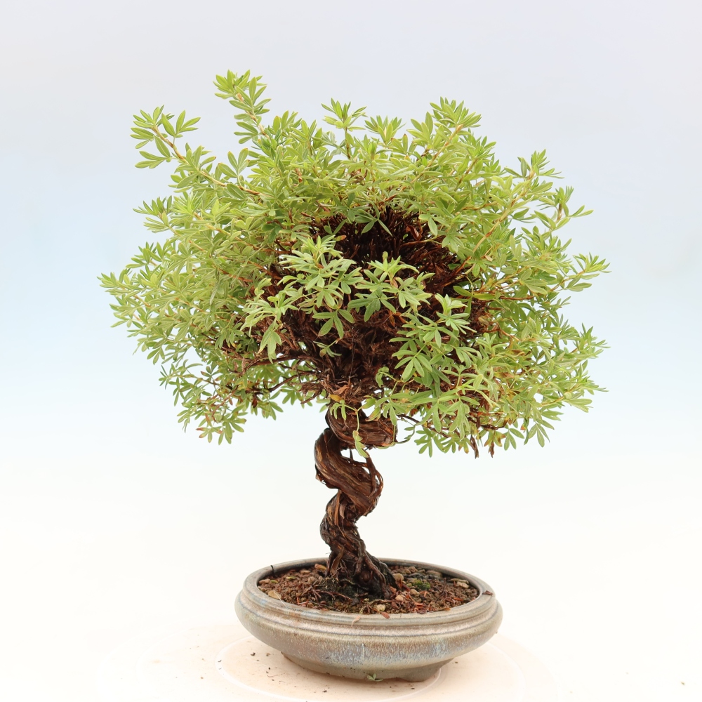 Bonsai da esterno - Potentila fruticosa