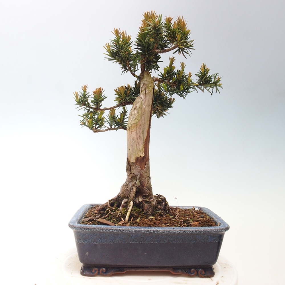 Bonsai da esterno - Taxus cuspidata - Tasso giapponese