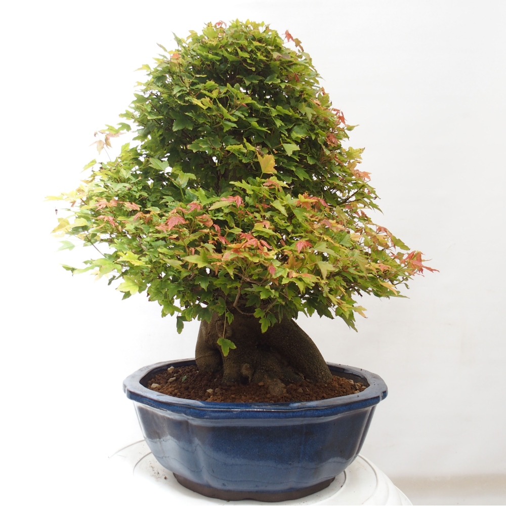 Bonsai da esterno - Acer Buergerianum - Acero di Burger