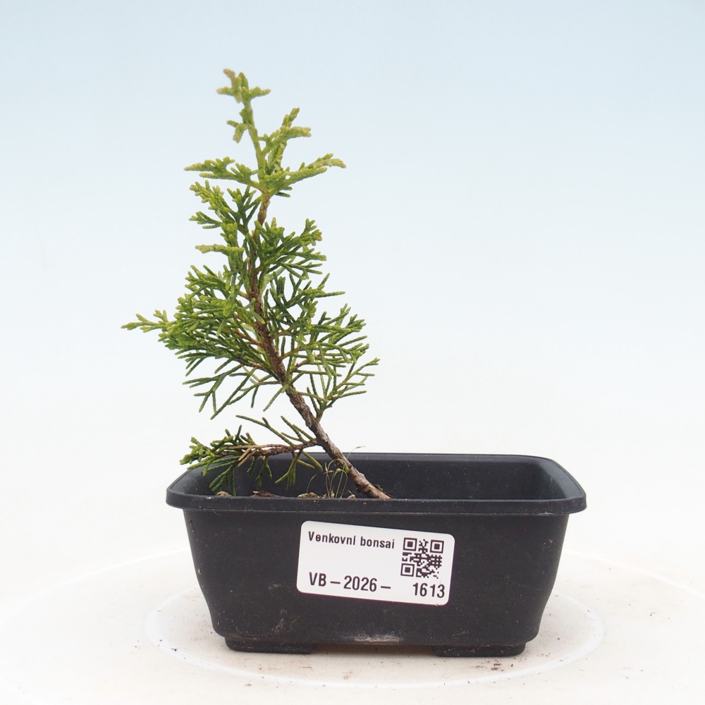 Bonsai da esterno - Juniperus chinensis Itoigawa