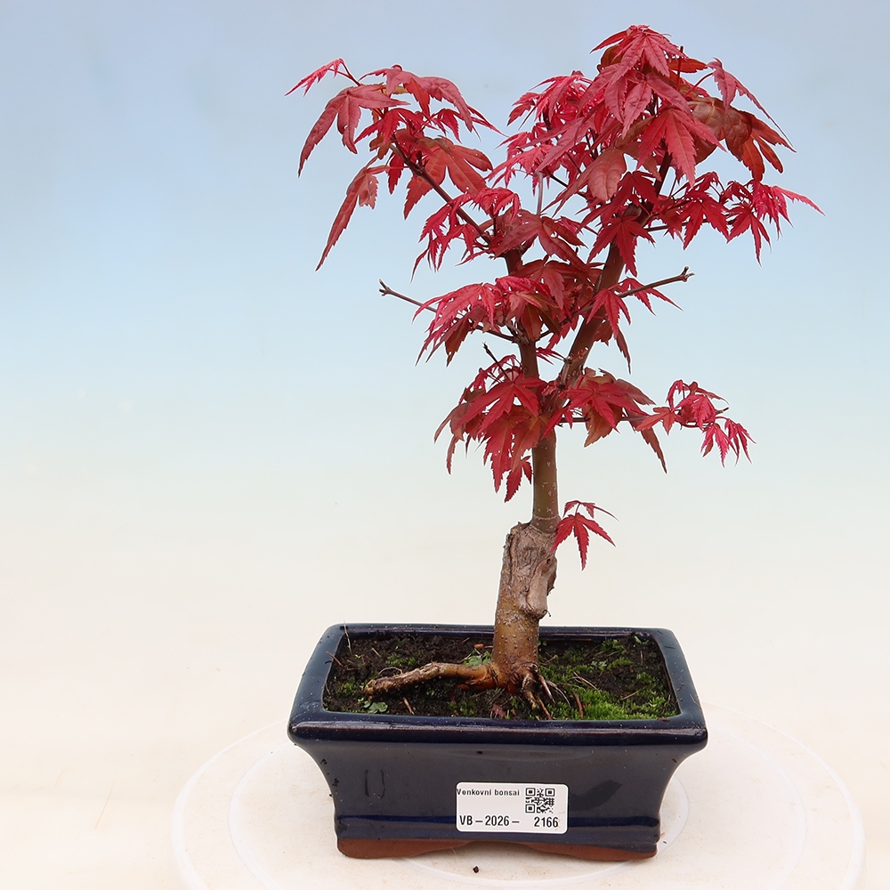 Bonsai da esterno - Acer palmatum DESHOJO