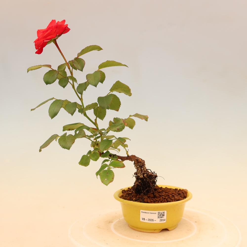 Bonsai da esterno - Rosa Kordes - rosa