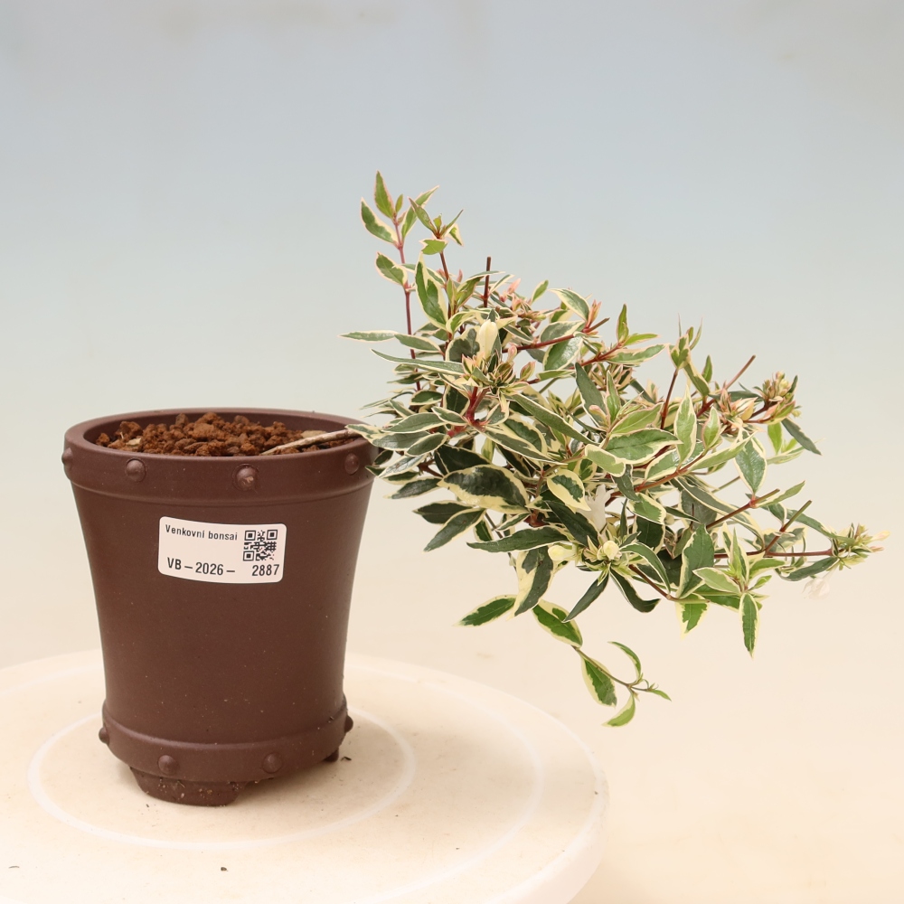 Bonsai da esterno - Abelia gr. Confetti - Abelia a fiore grande