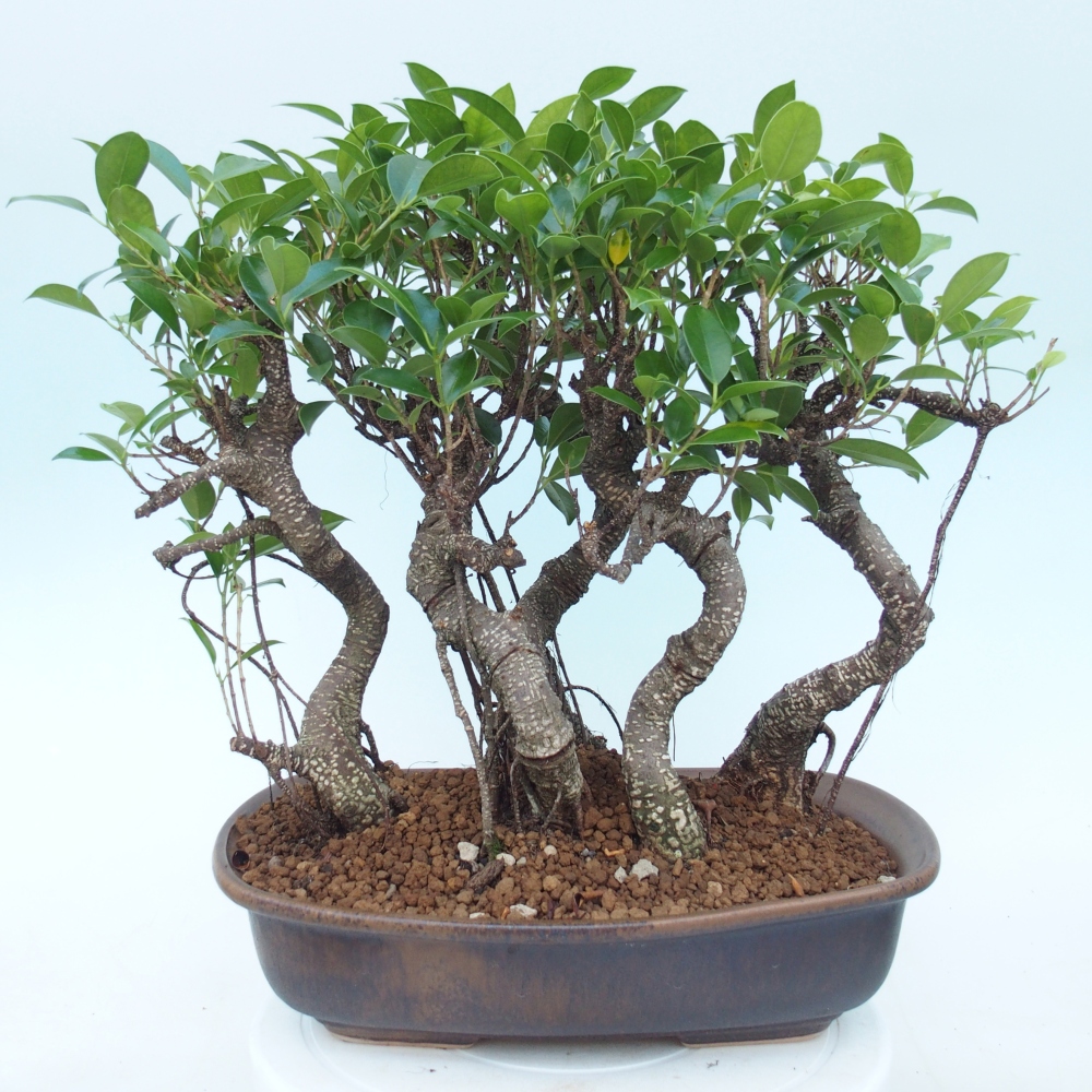 Camera bonsai - Ficus kimmen - ficus a foglie piccole