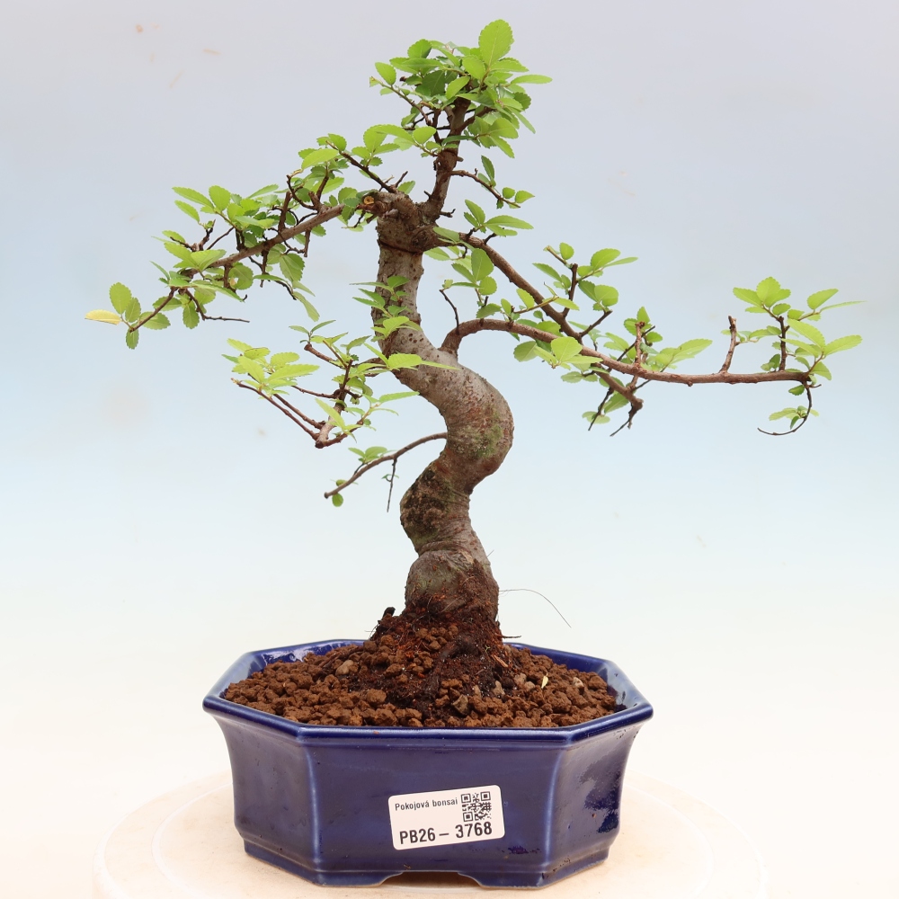 Camera bonsai - Ulmus parvifolia - Olmo a foglie piccole