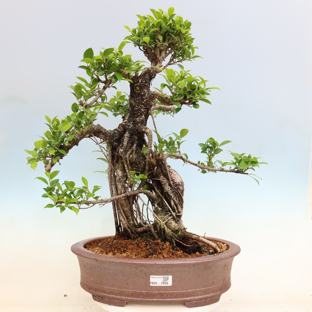 Camera bonsai - Ficus kimmen - ficus a foglie piccole