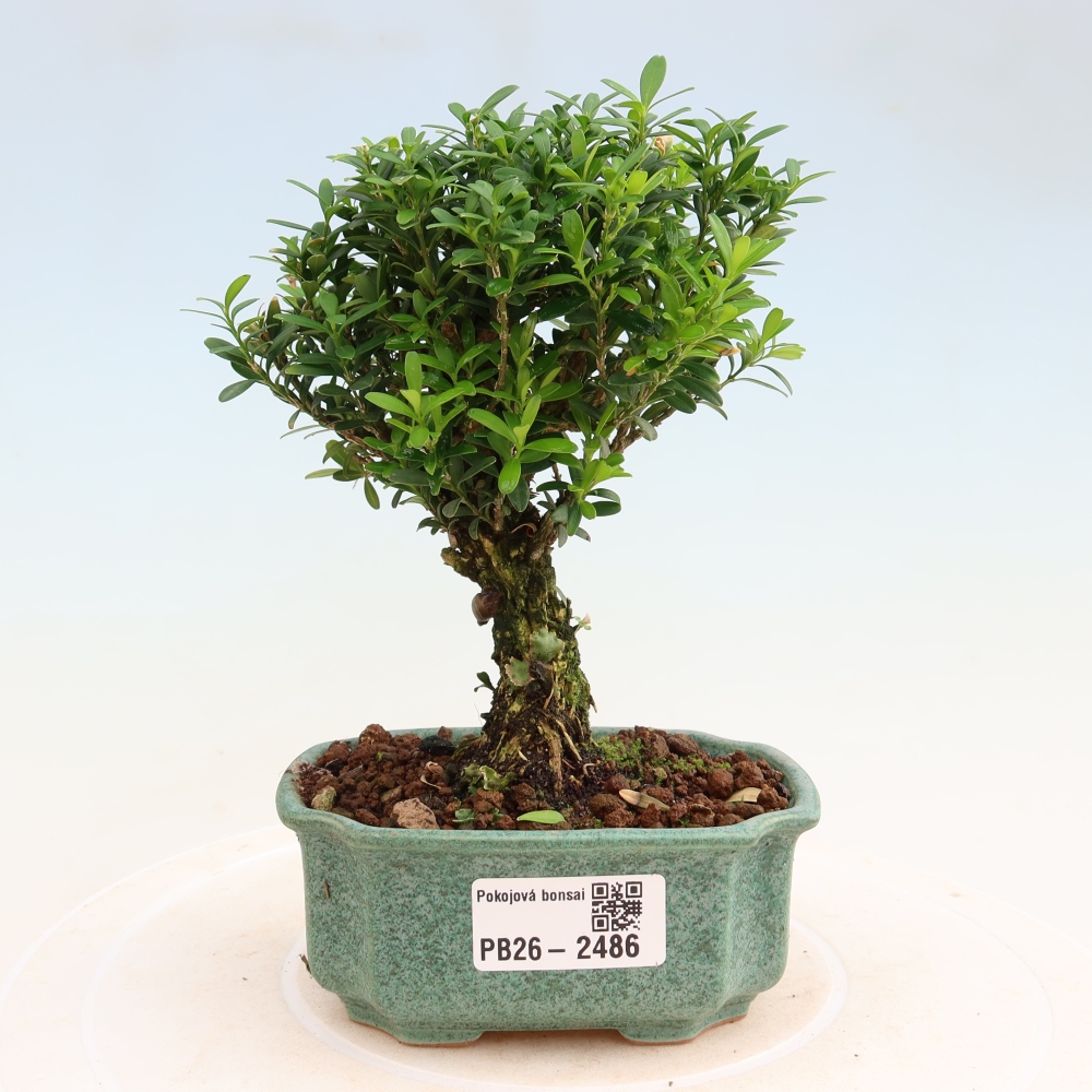 Camera bonsai - Buxus harlandii - buxus da sughero