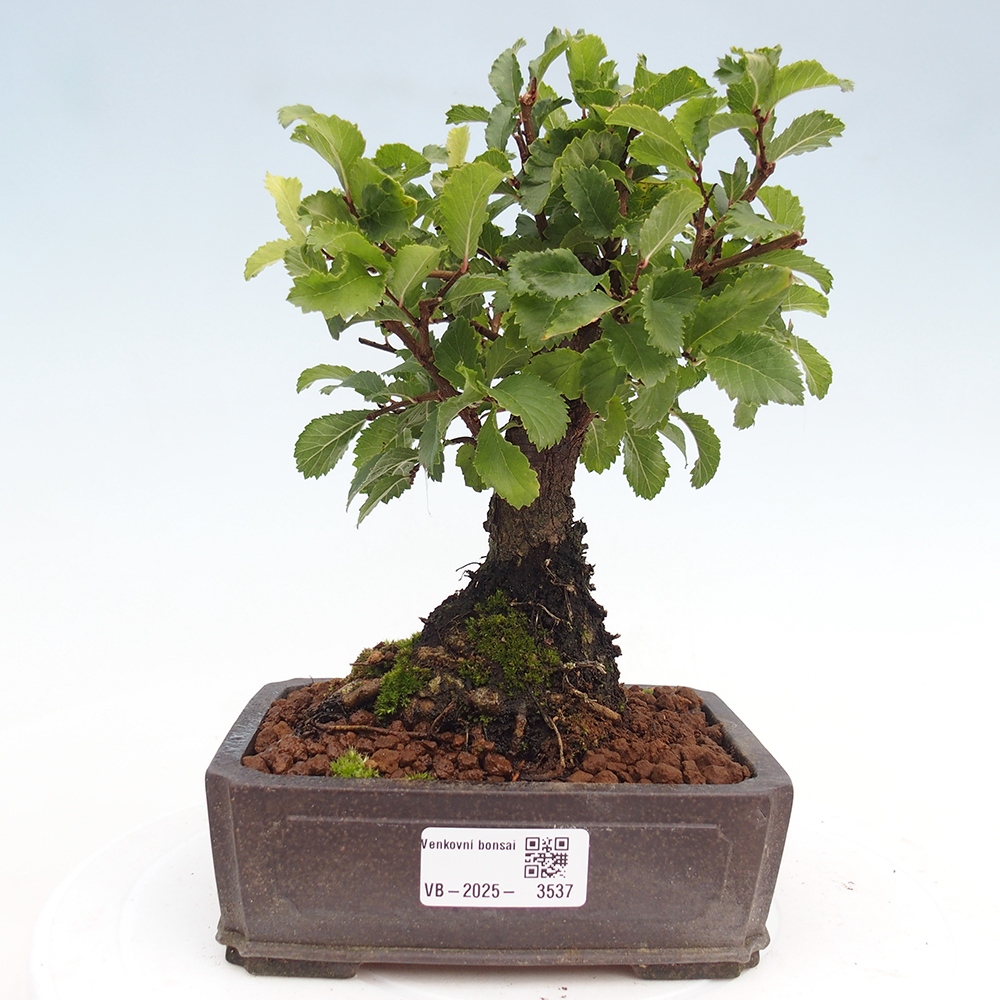 Bonsai da esterno - Zelkova - Zelkova NIRE