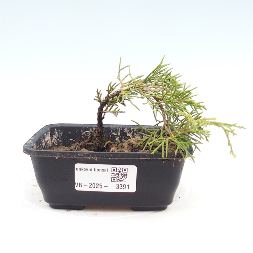 Bonsai da esterno - Juniperus chinensis Itoigawa