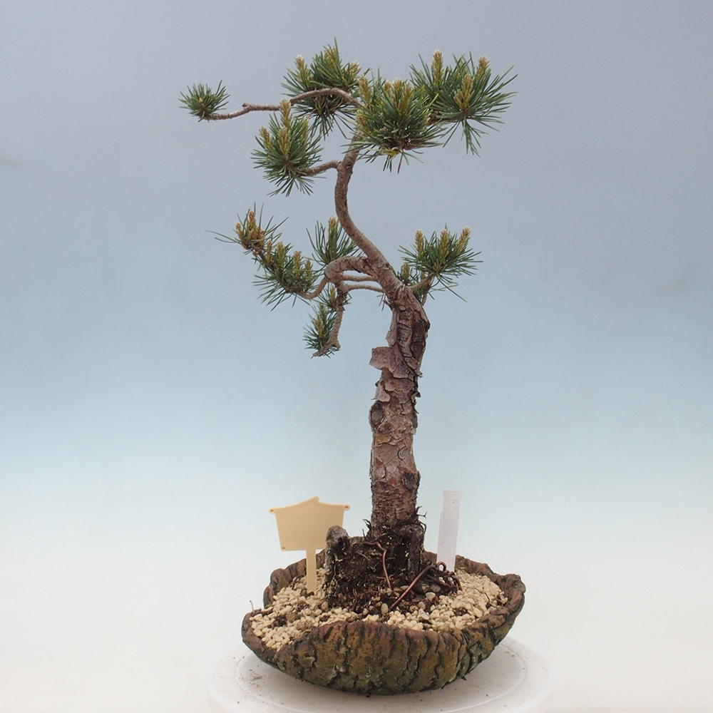 Bonsai da esterno - Pinus Sylvestris Watererri - Pino silvestre