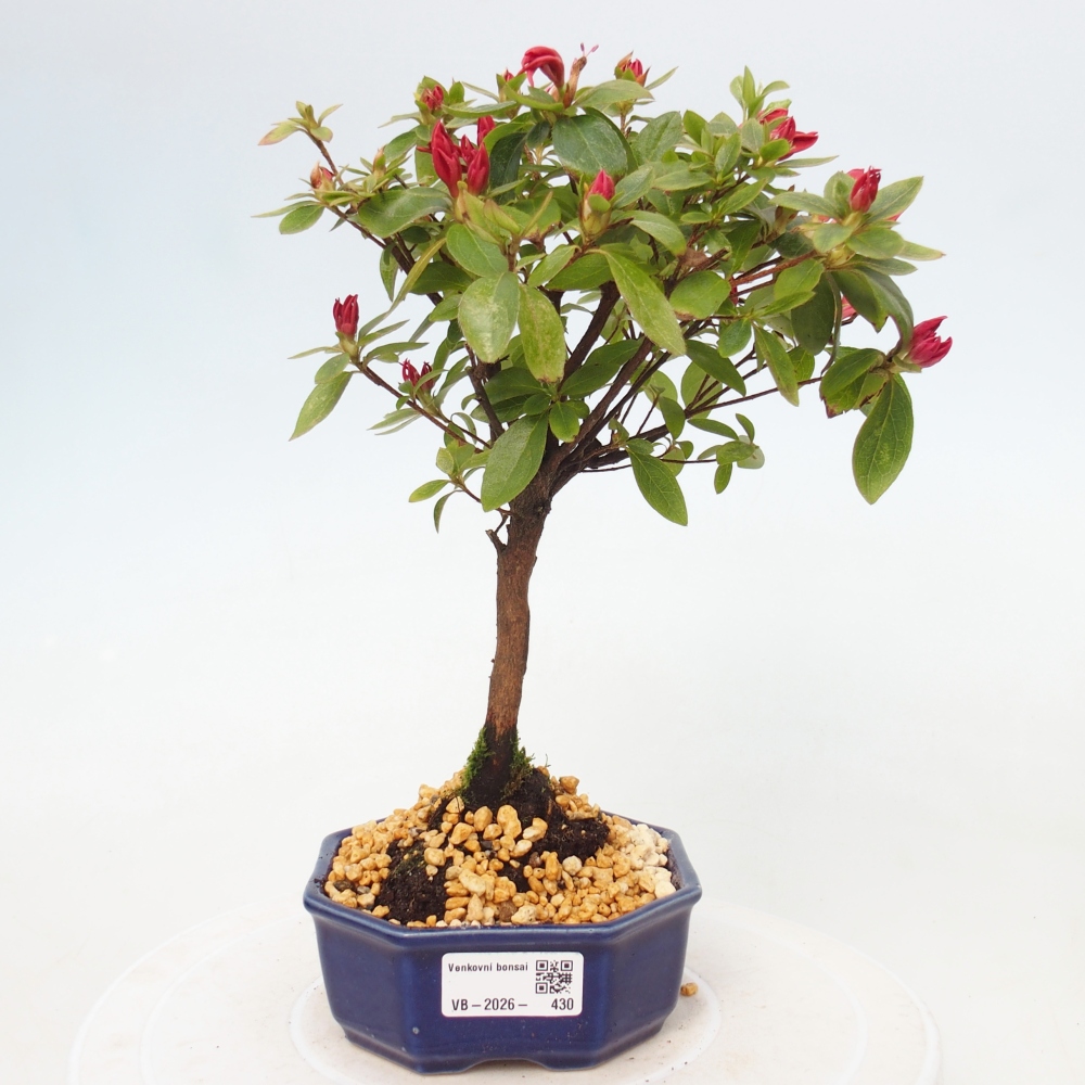 Bonsai da esterno - Azalea giapponese - Azalea sp.