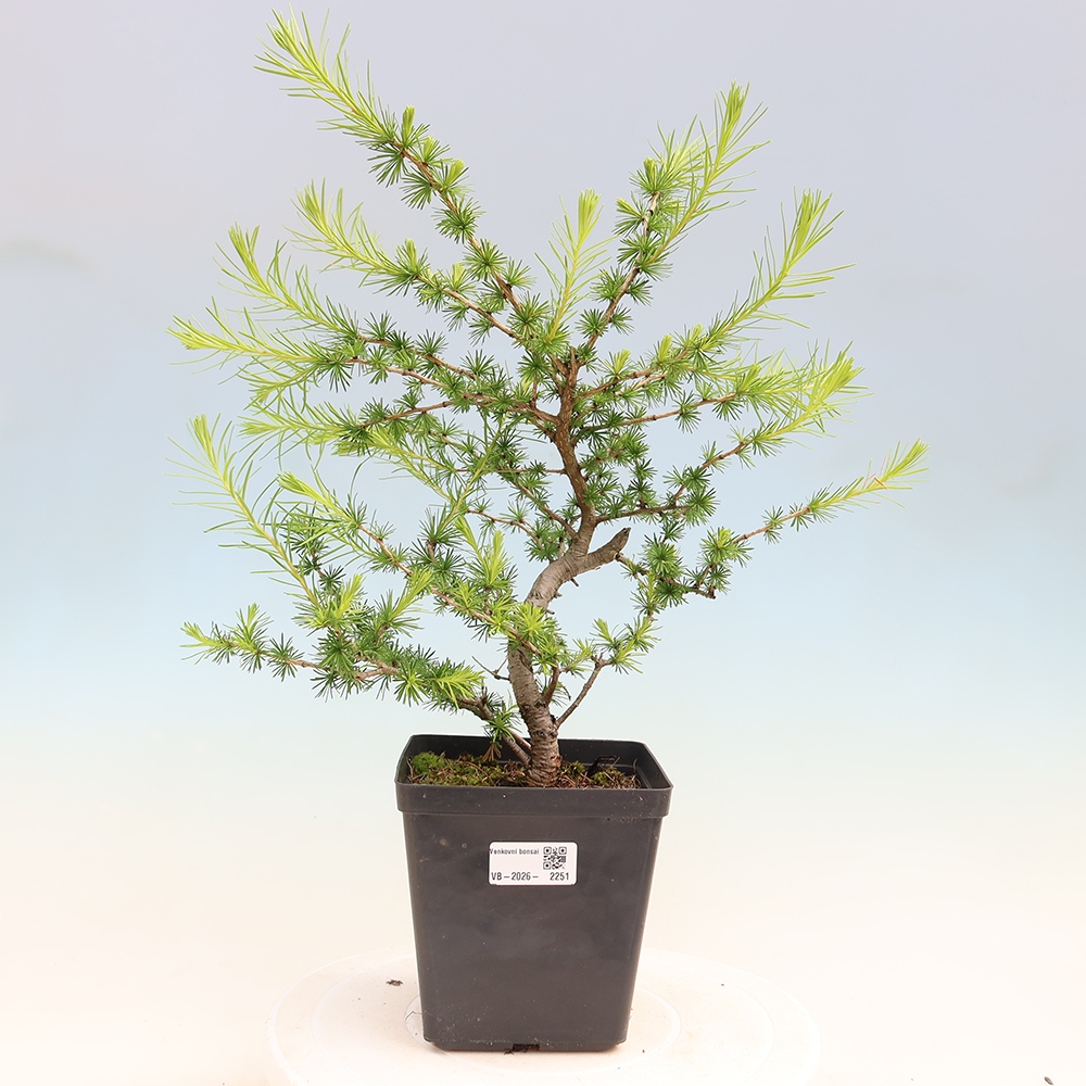 Bonsai da esterno -Larix decidua - Larice