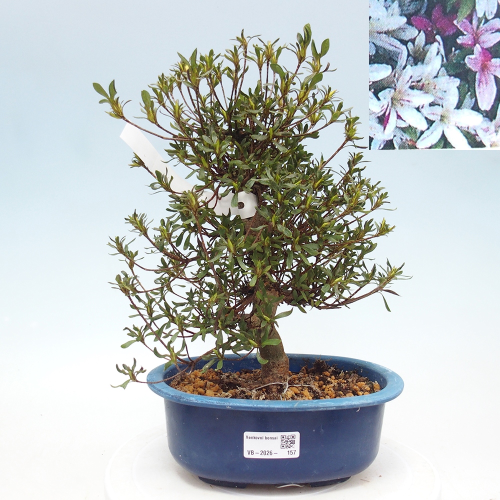 Bonsai da esterno - Azalea giapponese - Azalea Ryusen