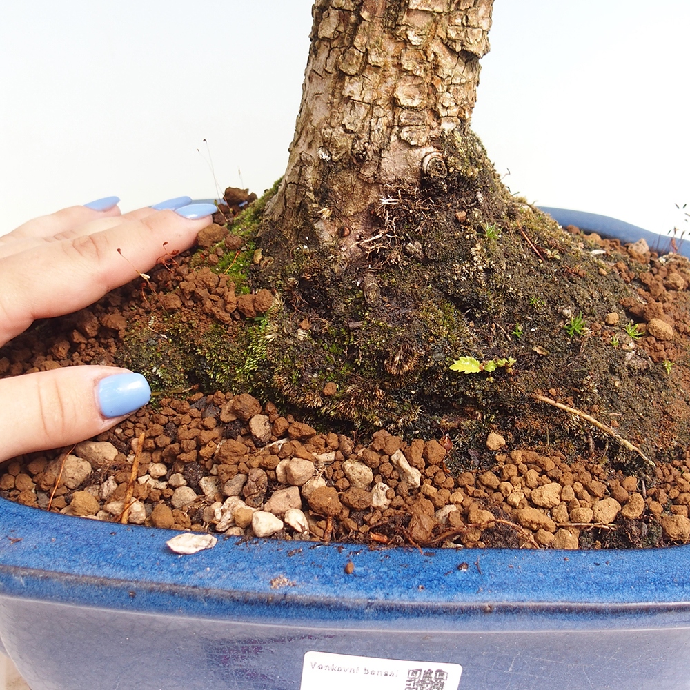 Bonsai da esterno - Zelkova - Zelkova NIRE