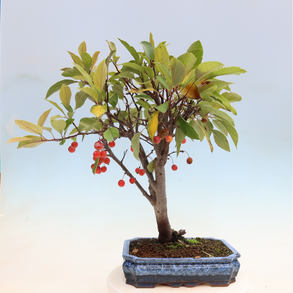Bonsai da esterno -Malus domestica - Melo a piccoli frutti a foglie rosse