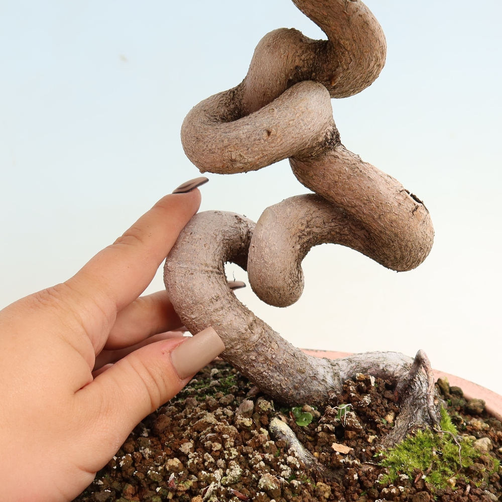 Bonsai da esterno -Carpinus CARPINOIDES - Carpino coreano