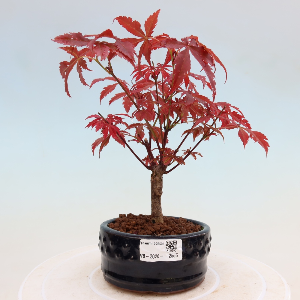 Bonsai da esterno - Palma Acer. Atropurpureum-Javor palmate