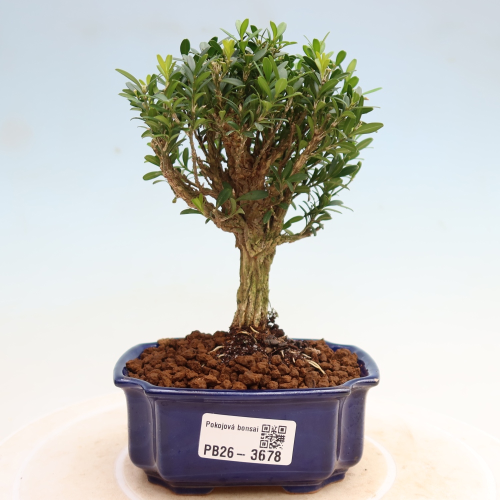 Camera bonsai - Buxus harlandii - buxus da sughero