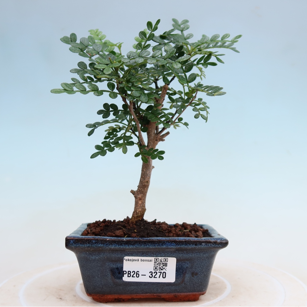 Camera bonsai - Zantoxylum piperitum - albero del pepe