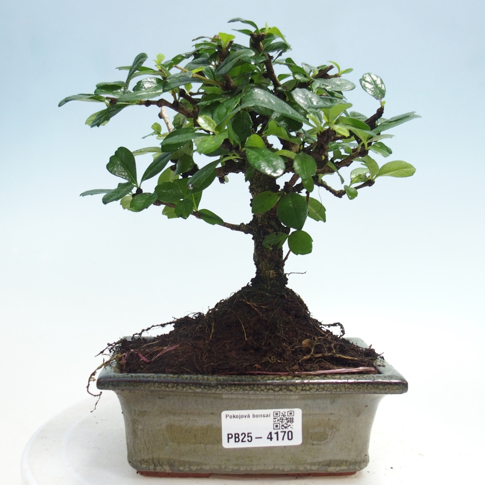 Camera bonsai - Carmona macrophylla - Tea fuki