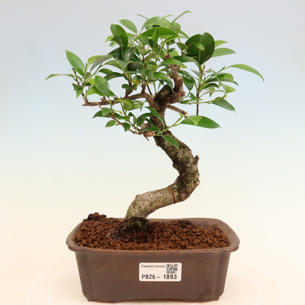 Camera bonsai - Ficus retusa - ficus a foglie piccole