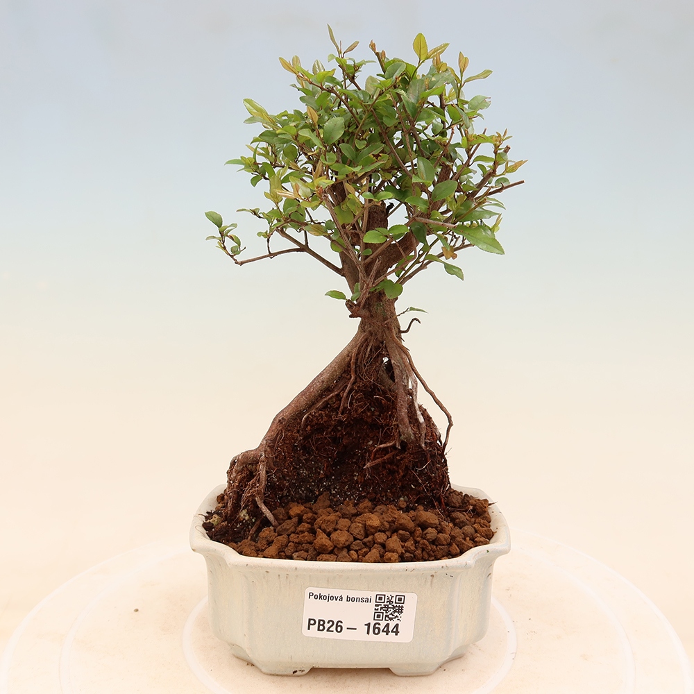 Camera bonsai - Sageretia thea - Sageretia thea