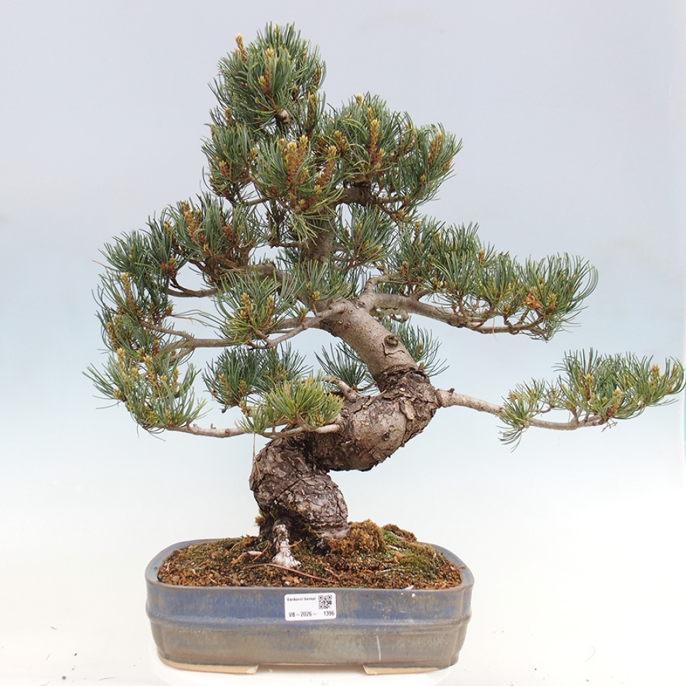 Bonsai da esterno - Pinus parviflora - Pinus parviflora