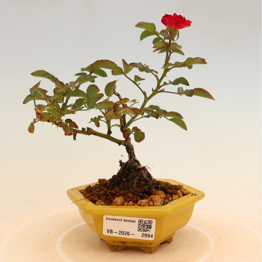 Bonsai da esterno - Rosa Kordes - rosa