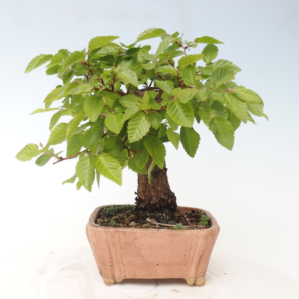 Bonsai da esterno -Carpinus CARPINOIDES - Carpino coreano