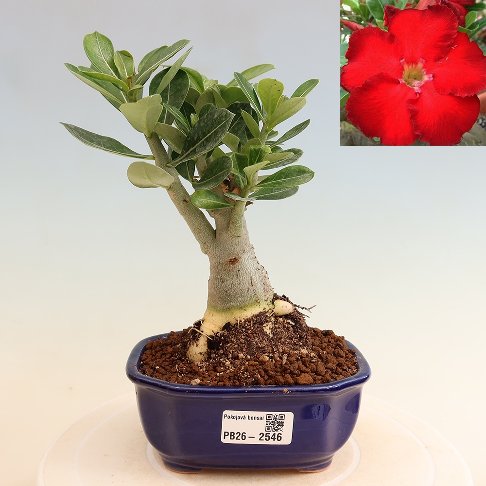 Bonsai da interno - Adenium obesum Red Star - Rosa del deserto