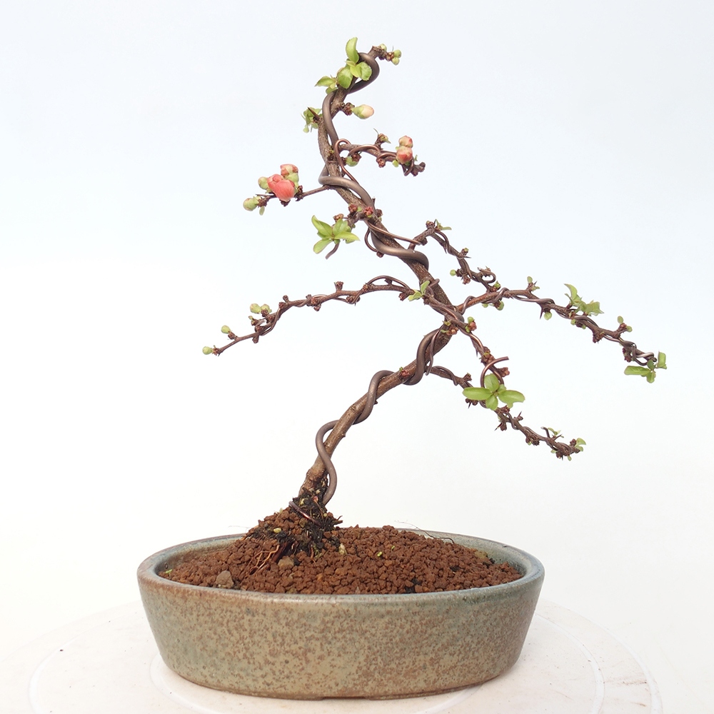 Bonsai da esterno - Chaneomeles s. Red Joy - Cotogno