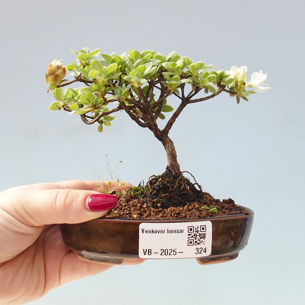 Bonsai da esterno - Rhododendron indicum - Azalea giapponese