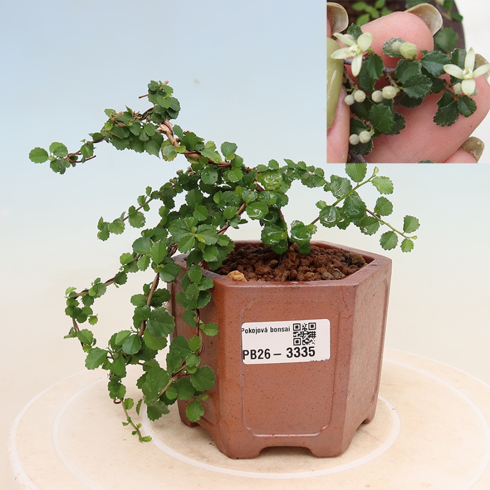 Camera bonsai - Grewia sp. - Grewia malafolia