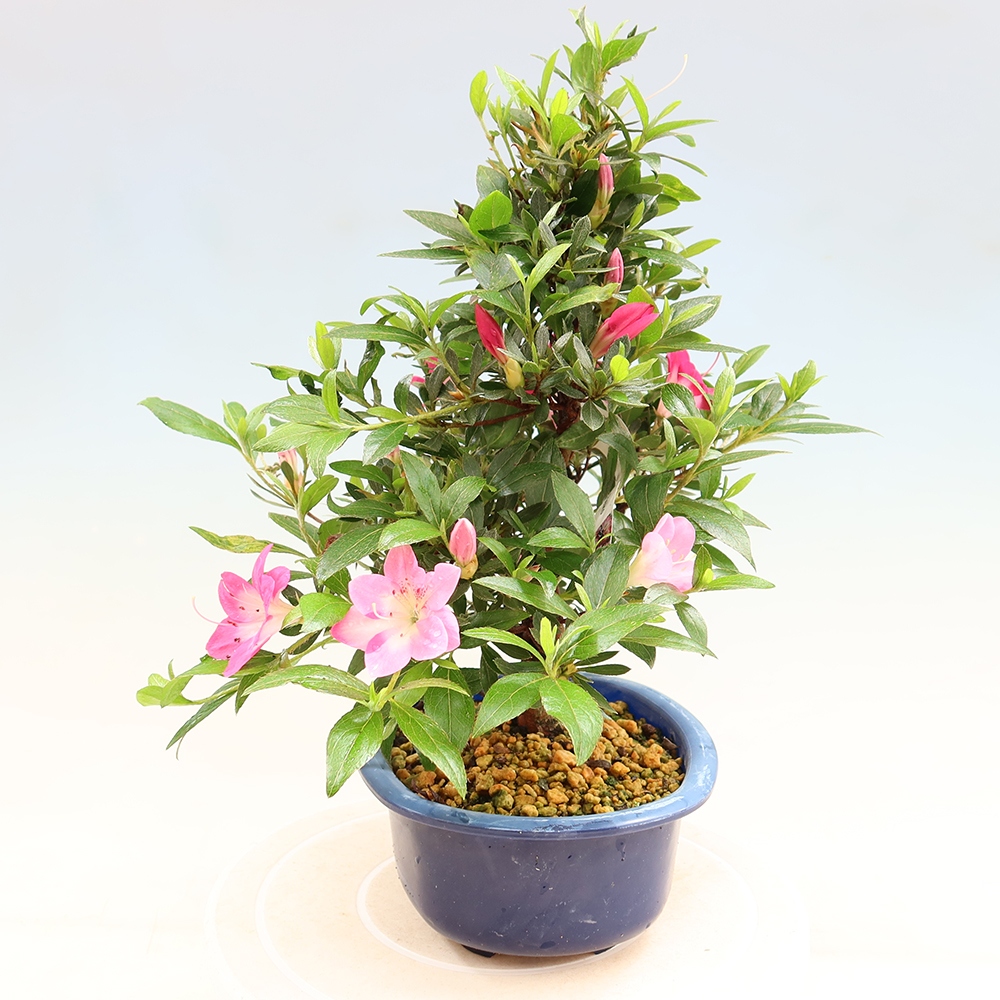 Bonsai da esterno - Azalea giapponese - Azalea Reiko
