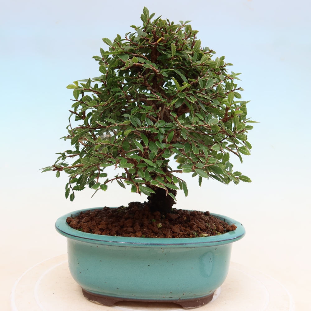 Bonsai da esterno - Zelkova - Zelkova NIRE