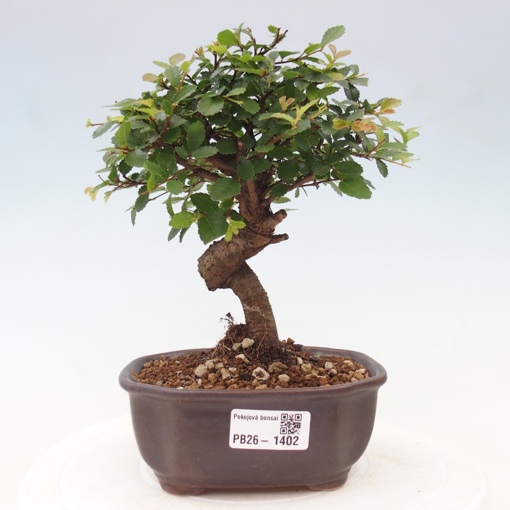Camera bonsai - Ulmus parvifolia - Olmo a foglie piccole