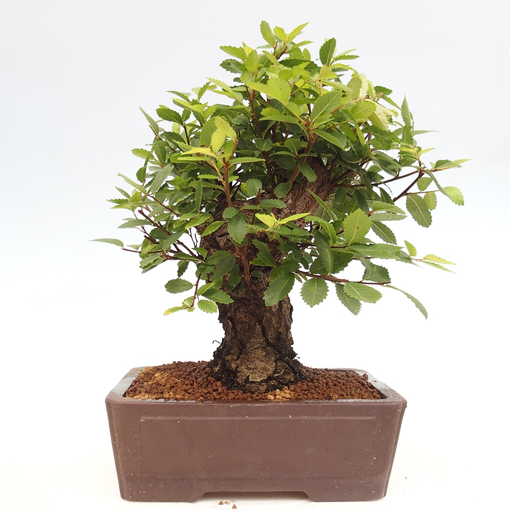 Bonsai da esterno - Zelkova - Zelkova NIRE
