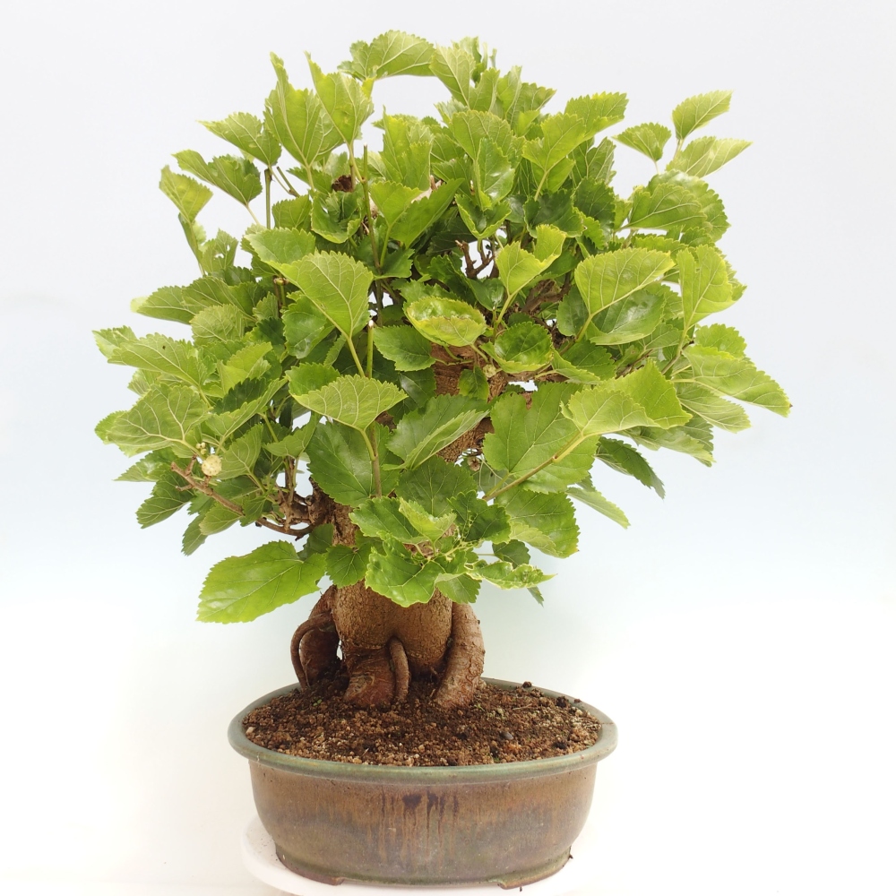 Bonsai da esterno -Morus alba - gelso
